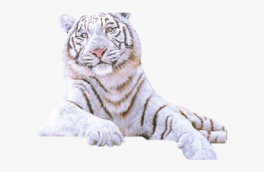 White Tiger Png Transparent Images - White Siberian Tiger Png, Png Download, Free Download