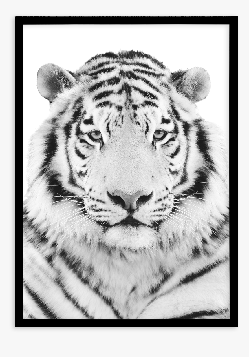 Olive Et Oriel - White Tiger Head, HD Png Download, Free Download