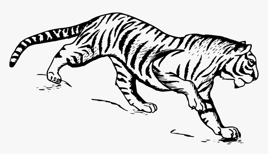 Free Stock Photo Illustration - Tiger Drawing, HD Png Download, Free Download