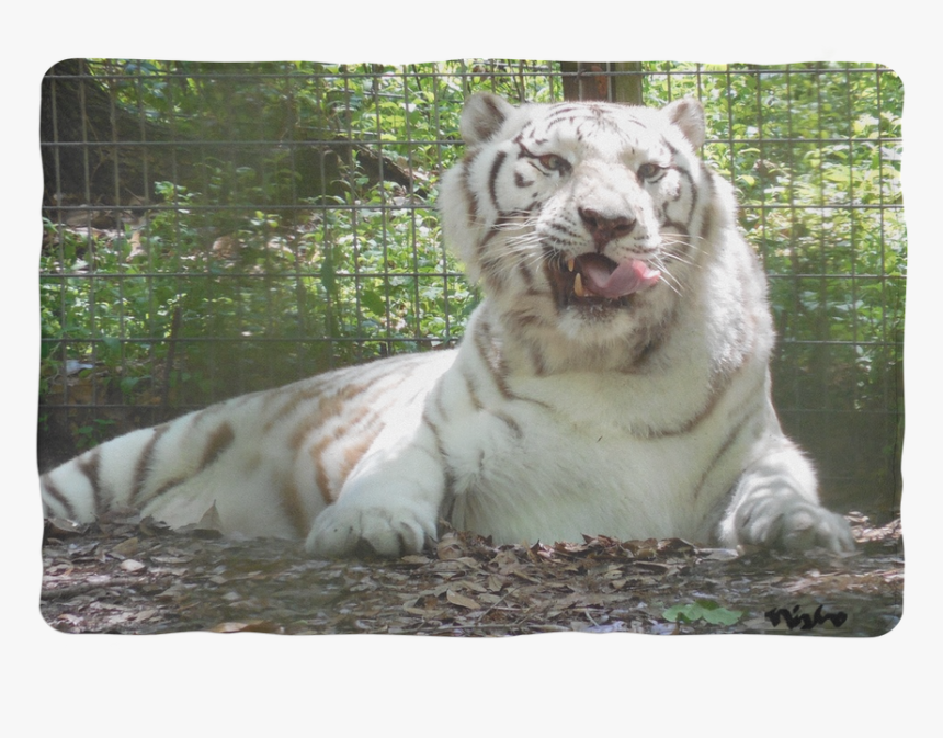 Bengal Tiger, HD Png Download, Free Download