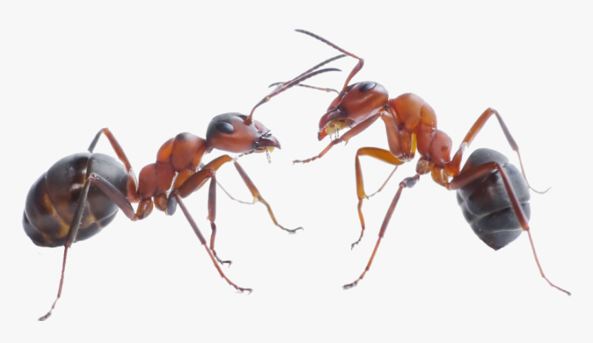 Download Ant Png Pic For Designing Use - Png Ant, Transparent Png, Free Download