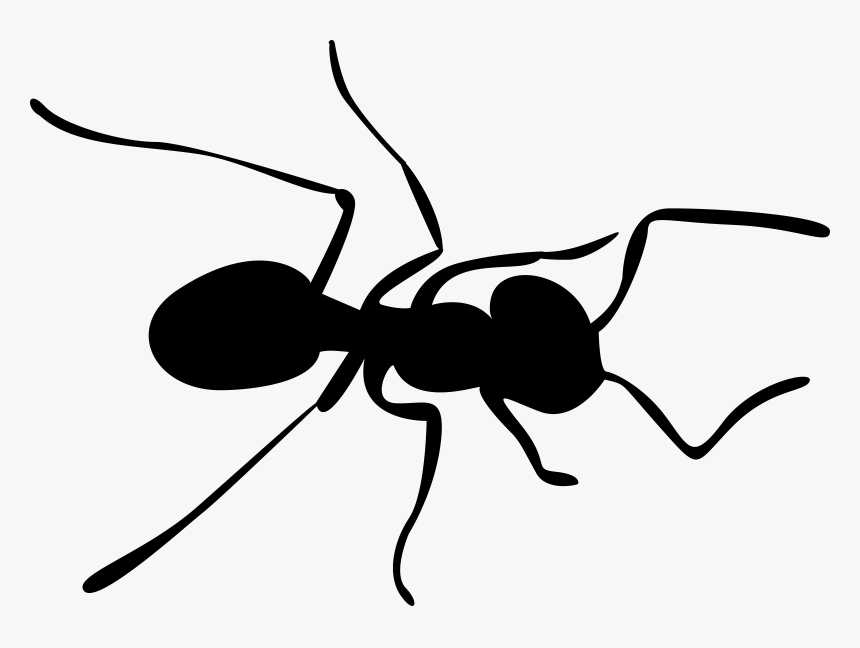 Grab And Download Ants Png Image - Transparent Background Ant Clipart, Png Download, Free Download