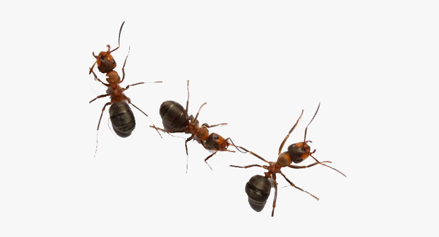 Ants Png Free Download - Ants On White Background, Transparent Png, Free Download