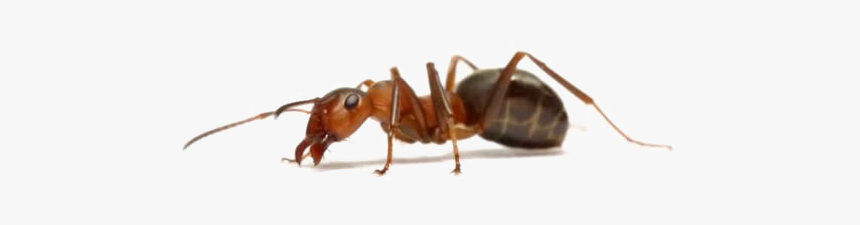 Ants Png Free Pic - Ant White Background, Transparent Png, Free Download