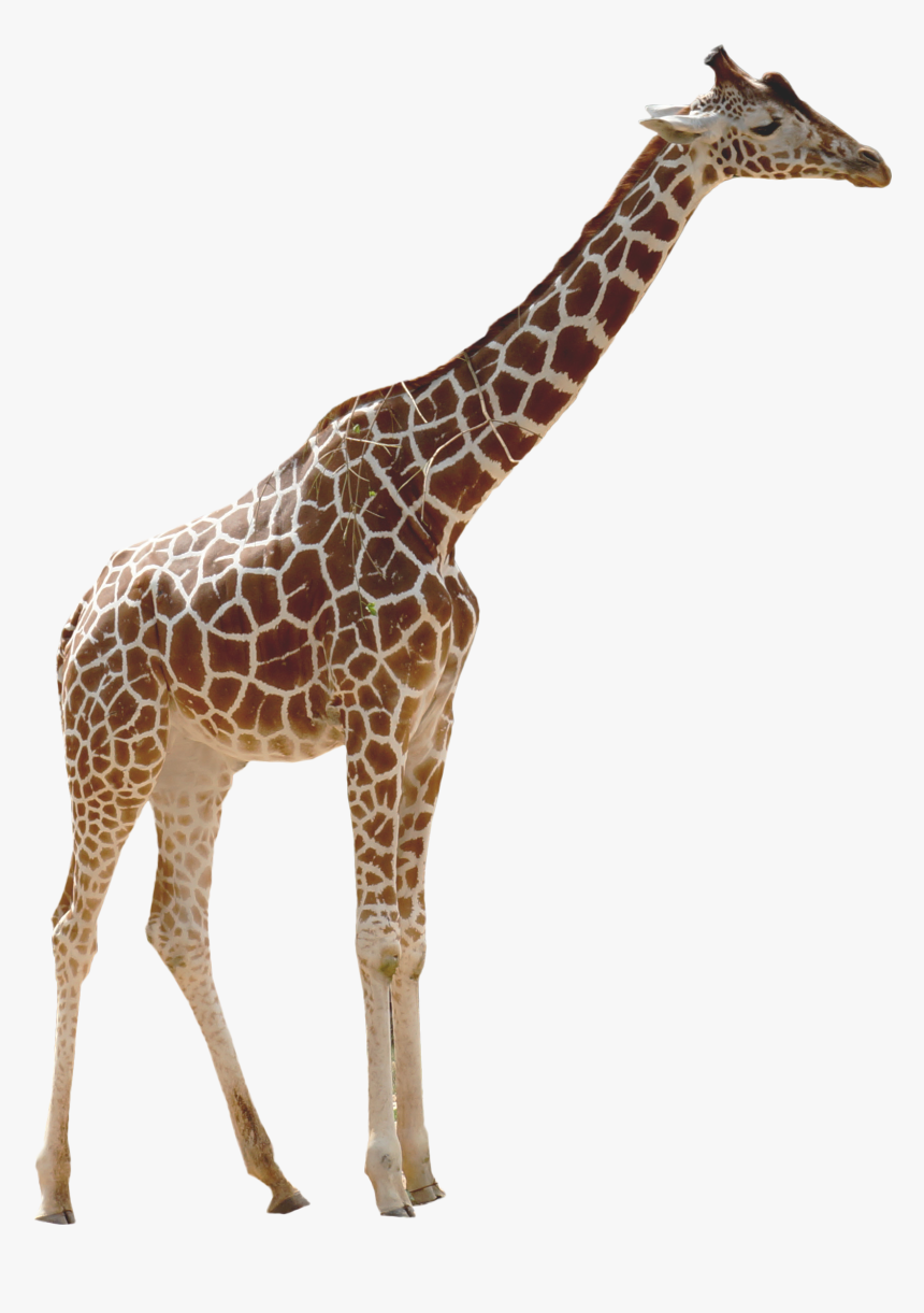 Real Giraffe Png - Peppa Pig Height Meme, Transparent Png, Free Download