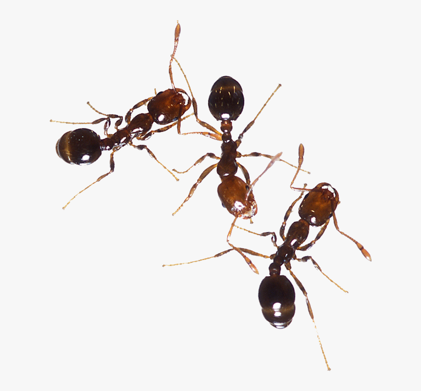 Ants - Fire Ant, HD Png Download, Free Download