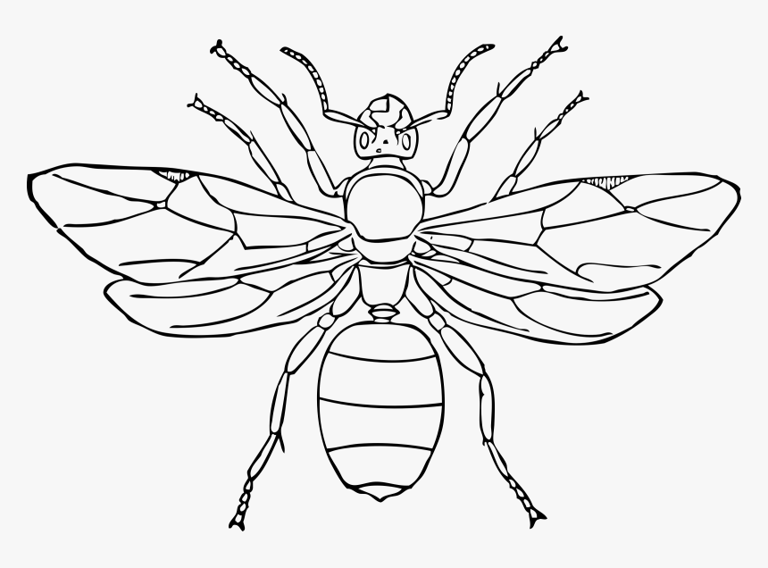Queen Ant Clip Arts - Queen Ant Drawing, HD Png Download, Free Download