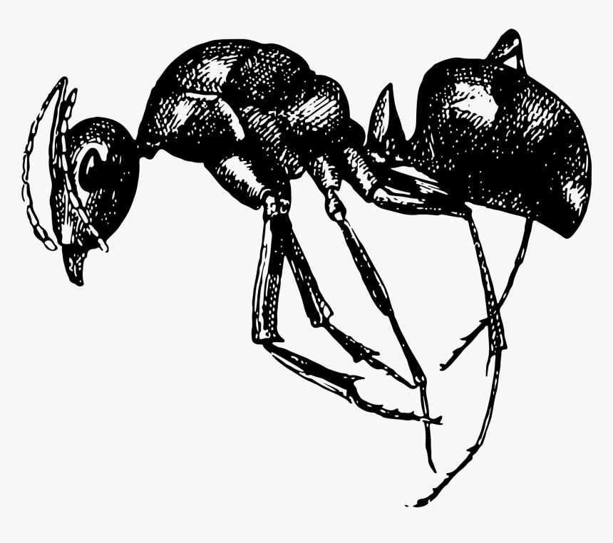 Carpenter Ant, HD Png Download, Free Download