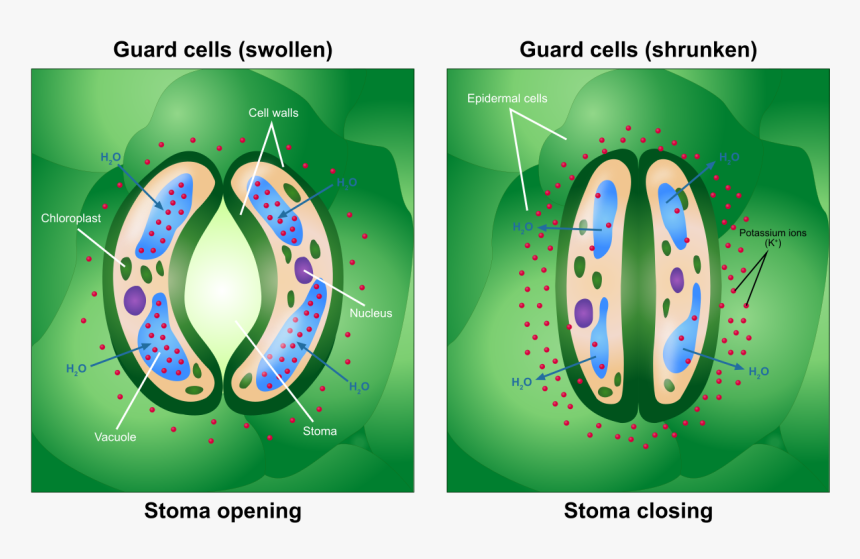 Guard Cells, HD Png Download, Free Download