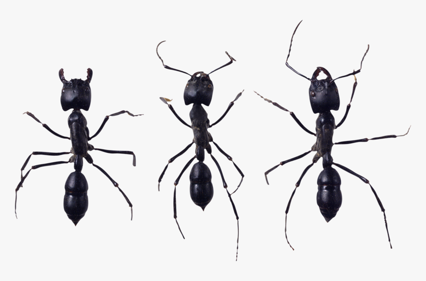 Ant Png, Download Png Image With Transparent Background, - Муравьи Пнг, Png Download, Free Download