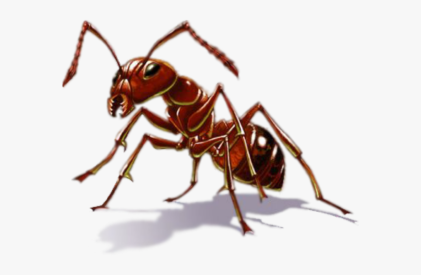 Ant Png, Transparent Png, Free Download