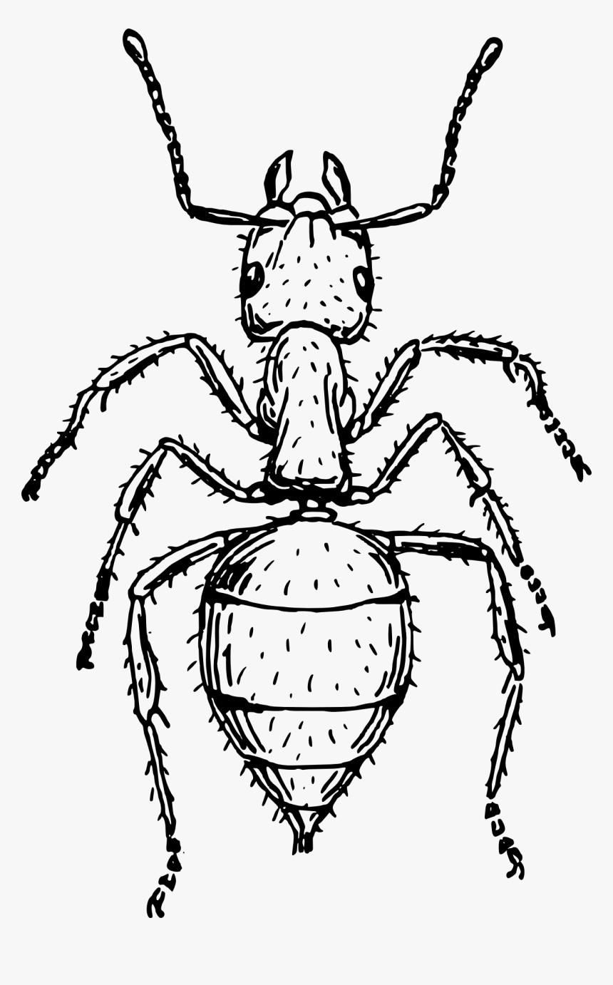 Insect Black And White, HD Png Download, Free Download