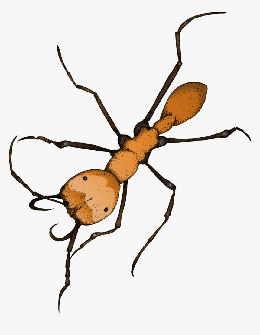 Illustration Of An Army Ant - Carpenter Ant, HD Png Download, Free Download