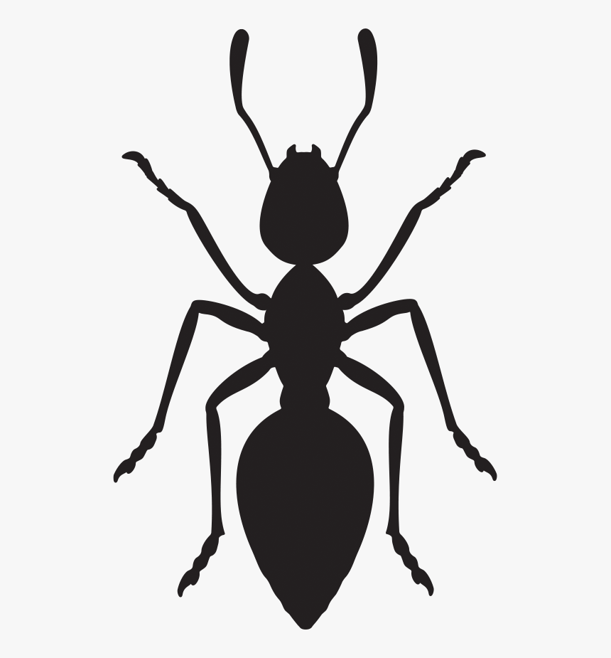 Ant Vector, HD Png Download, Free Download