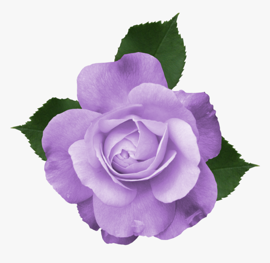 Rose Purple Clip Art - Flower Beautiful Transparent Background, HD Png Download, Free Download