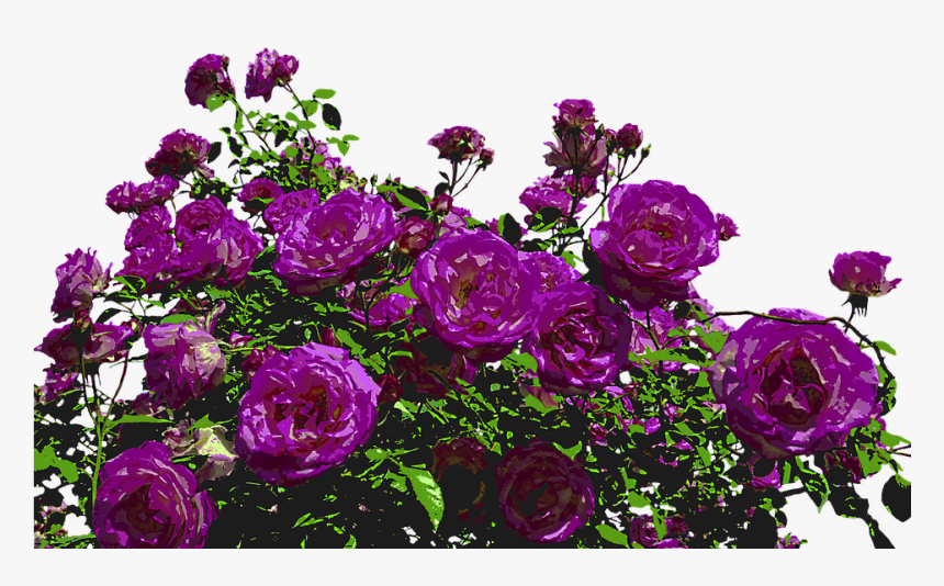 Transparent Background Rose Bush Png, Png Download, Free Download