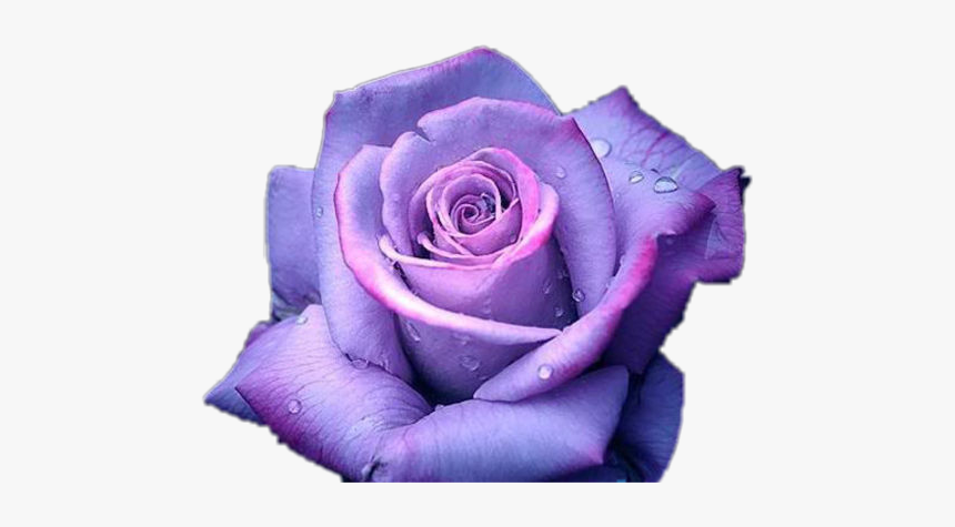 #purple #rose #anna Wolfje#freetoedit - Transparent Background Purple Rose Png, Png Download, Free Download