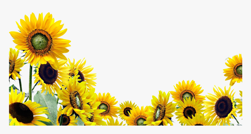 Sunflower Png, Transparent Png, Free Download