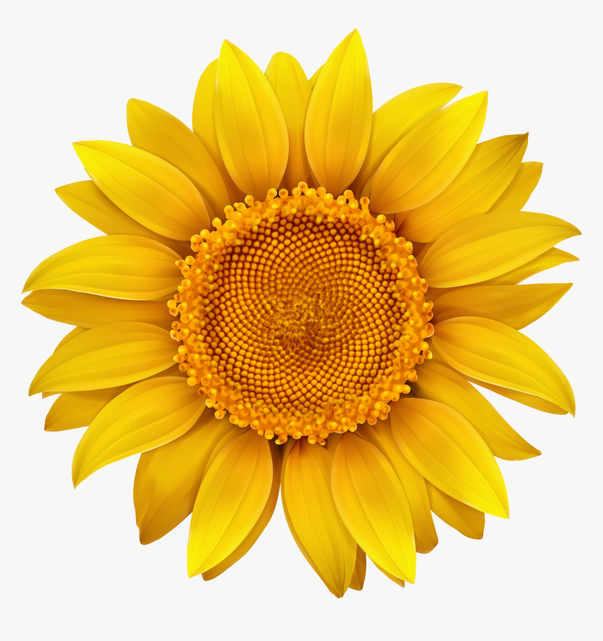 Sunflower Transparent Hi Res - Transparent Background Sunflower Clipart, HD Png Download, Free Download