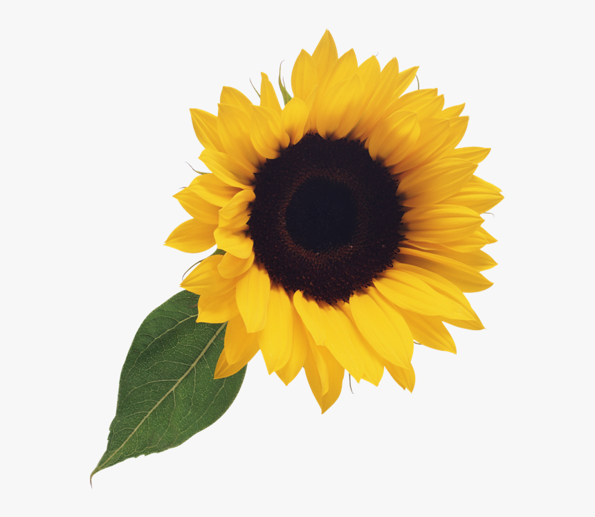 Free Sunflower Clipart Png - Transparent Background Sunflower Clipart, Png Download, Free Download