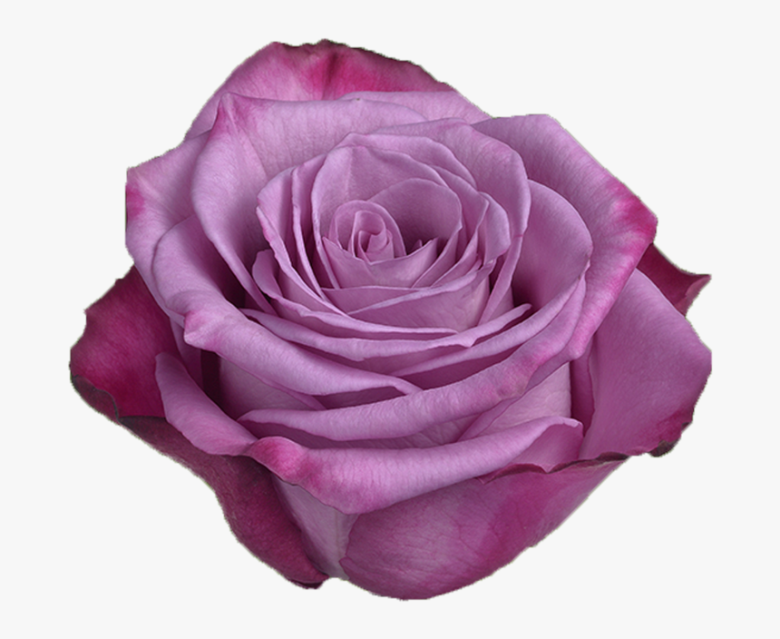 Purple Rose, HD Png Download, Free Download