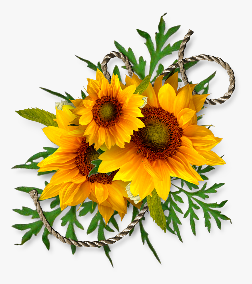 Cheyokota Digital Scraps Transfer Decoupage Kwiaty - Transparent Background Sunflower Clipart, HD Png Download, Free Download