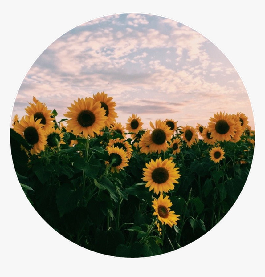 Transparent Field Of Flowers Png - Aesthetic Pics Of Sunflowers, Png Download, Free Download