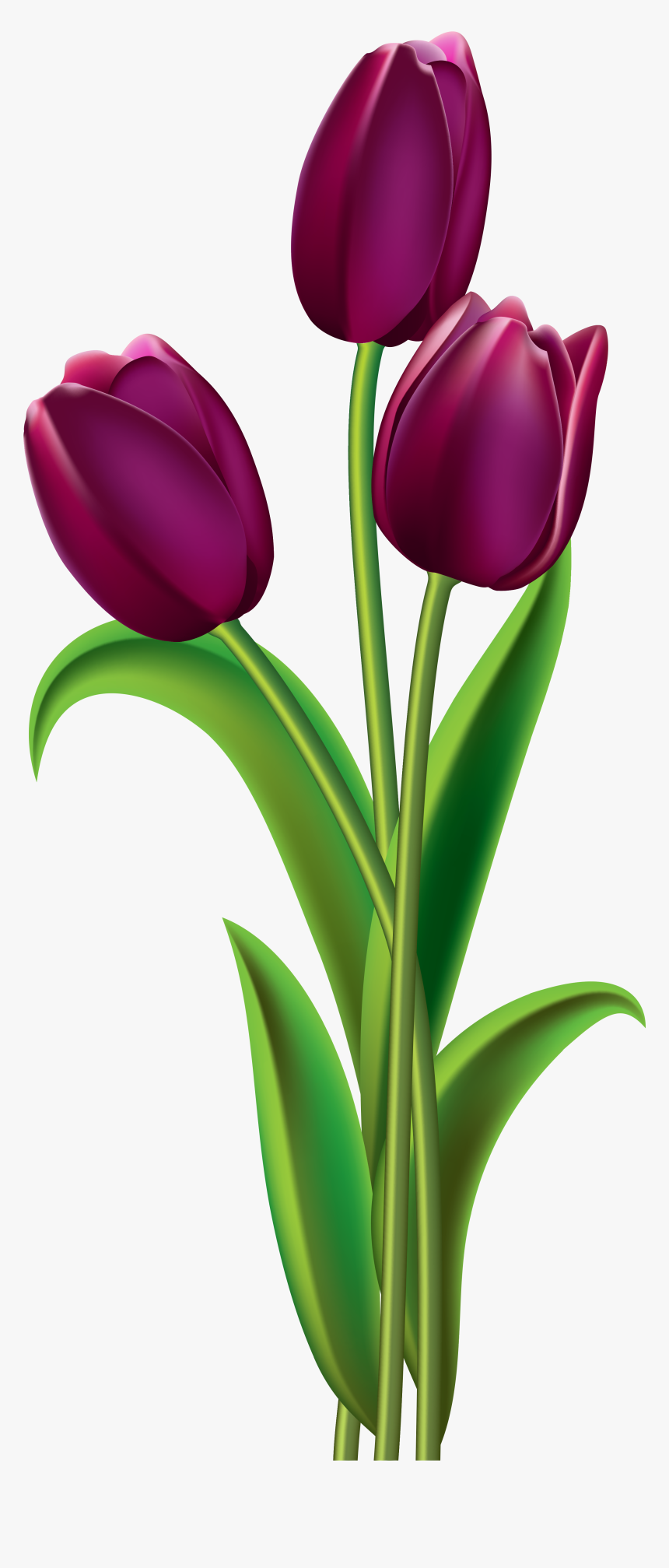 Purple Rose Clipart Australia - Transparent Tulip Png, Png Download, Free Download