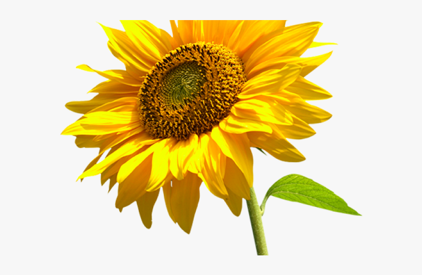 Sunflowers Png Transparent Images - Palliative Care, Png Download, Free Download