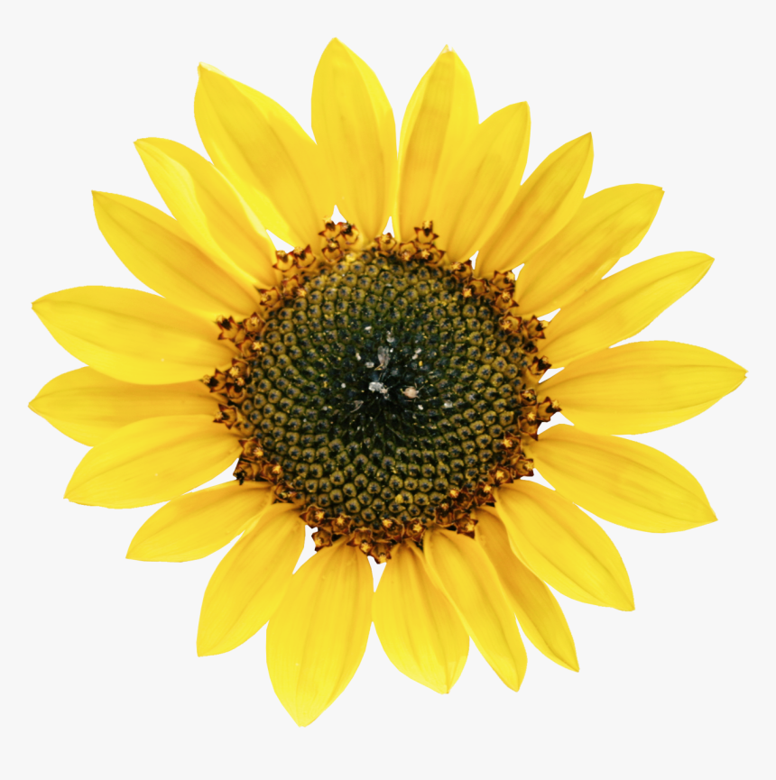 Common Sunflower Petal Sunflower Seed - Types Of Oil Crops, HD Png Download, Free Download