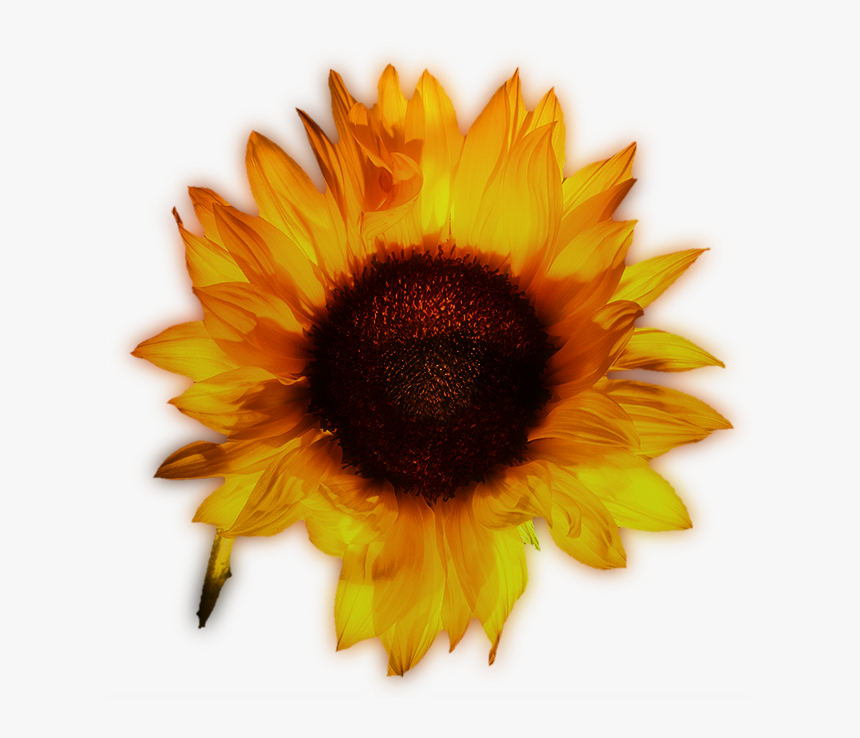 Common Sunflower Yellow - Common Sunflower, HD Png Download, Free Download