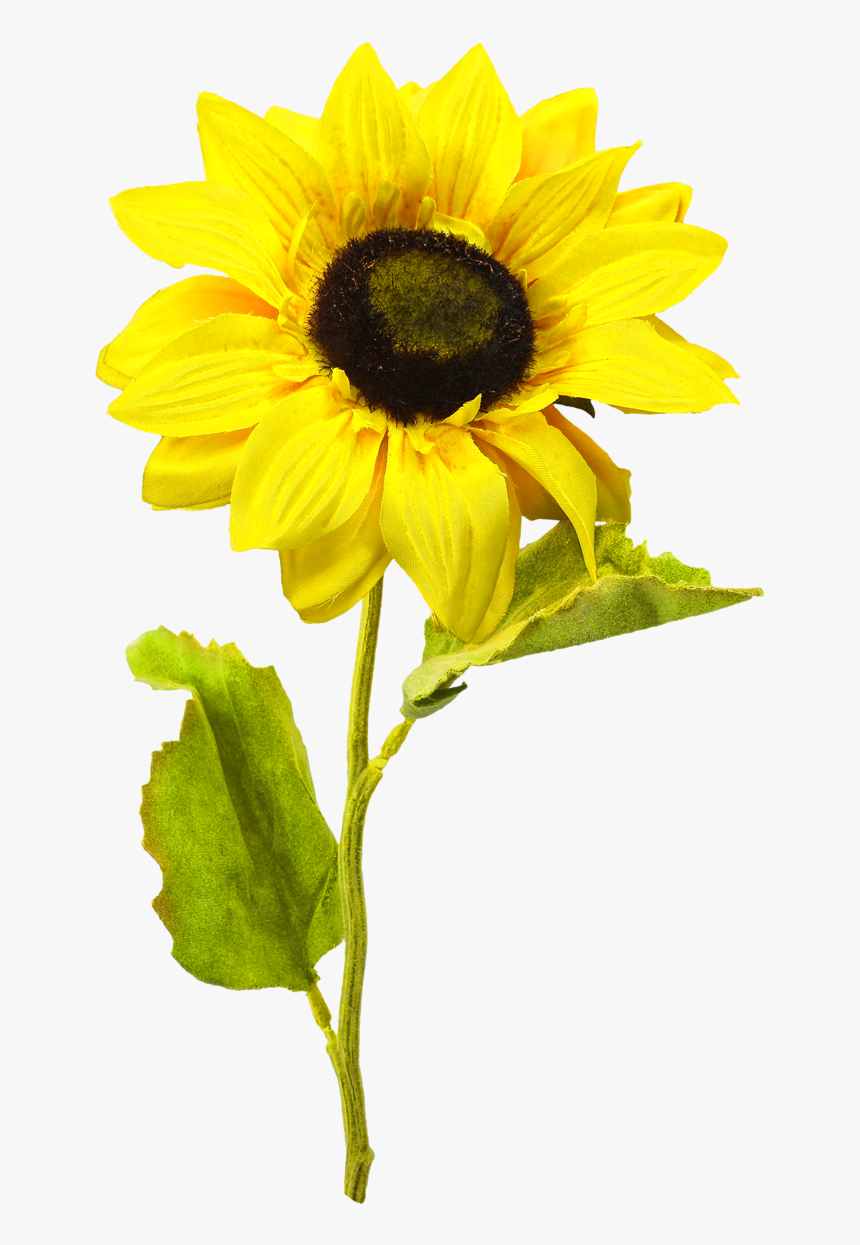 Sunflowers Png One, Transparent Png, Free Download