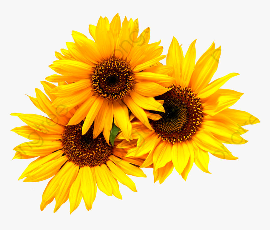 Sunflower Commercial Use Resource Upgrade To Premium - Transparent Background Sunflower Clipart, HD Png Download, Free Download