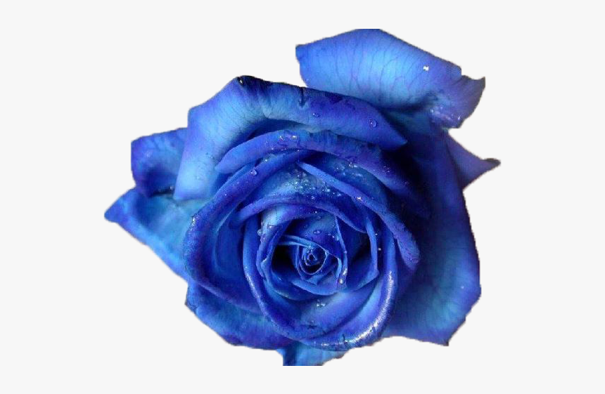 Purple Rose Png, Transparent Png, Free Download