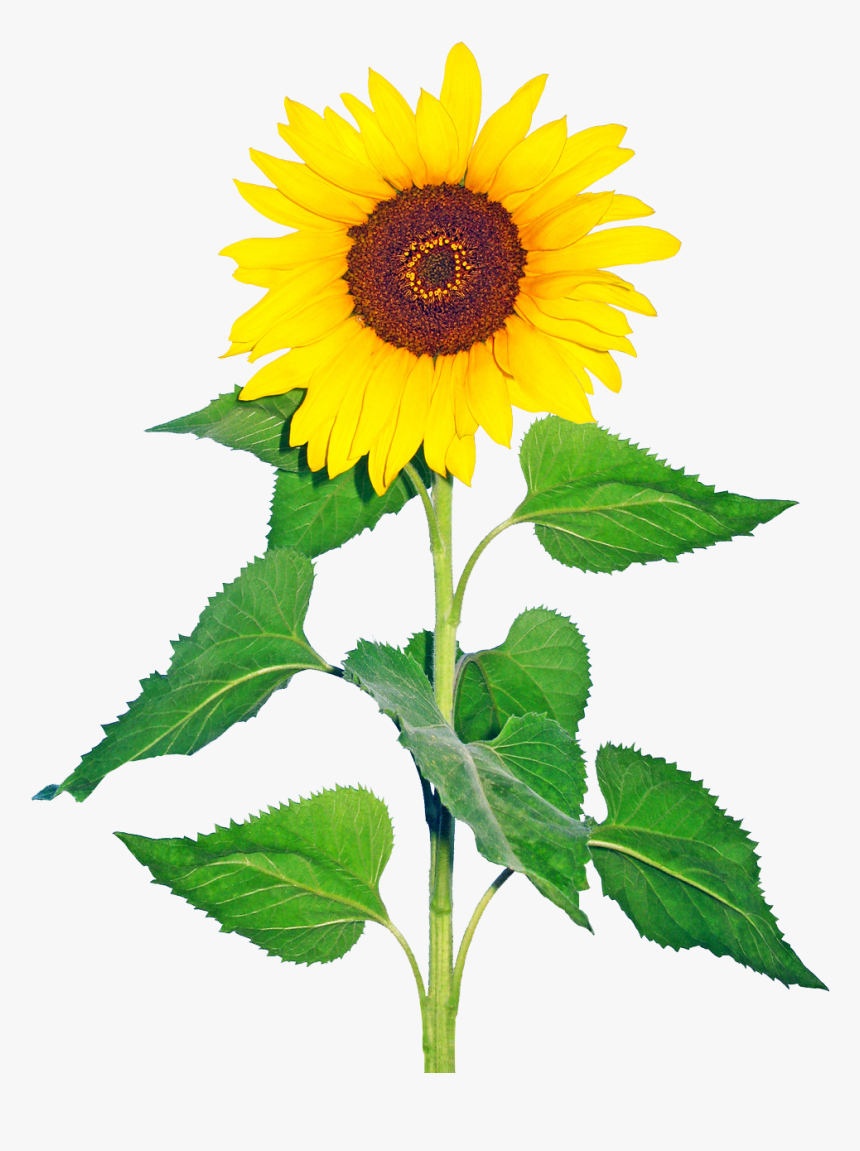 Common Sunflower Sunflower Seed Plant Glory Days, God - Suraj Mukhi, HD Png Download, Free Download
