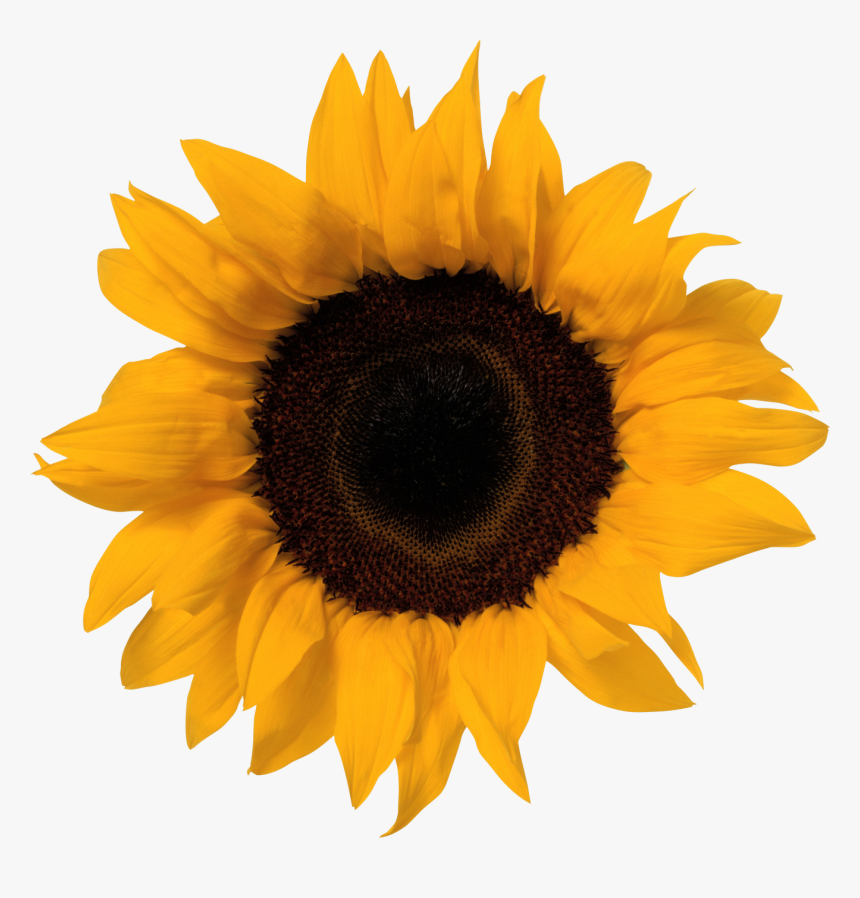 Sunflower Png Image - Concept Mapping On Nouns, Transparent Png, Free Download
