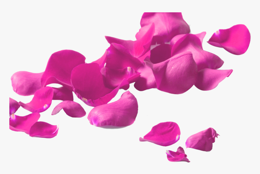 Clip Art Garden Roses Petal Glass - Purple Rose Petals Png, Transparent Png, Free Download