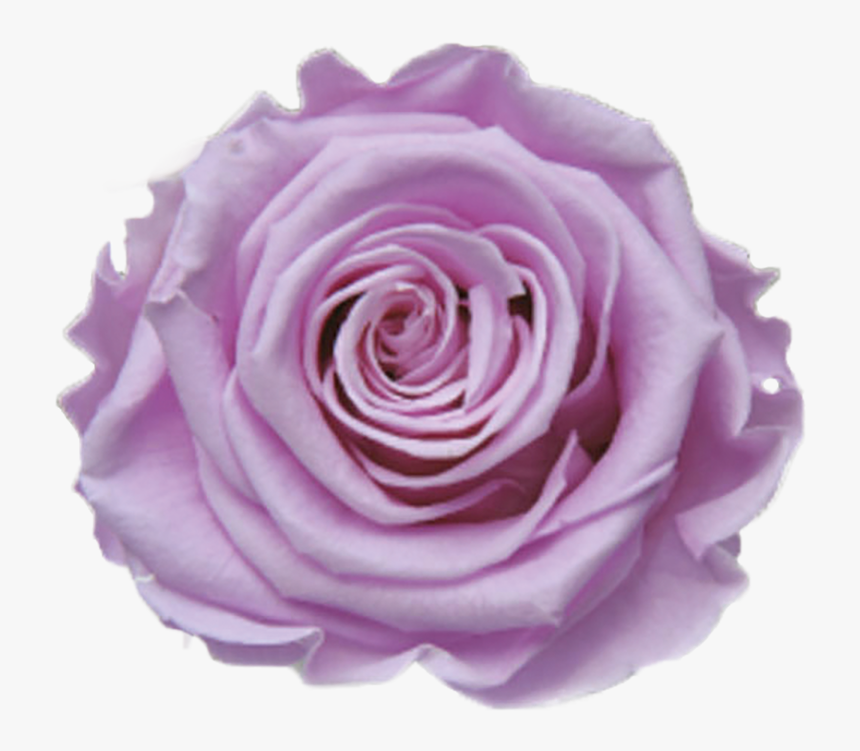 Purple Rose Png, Transparent Png, Free Download