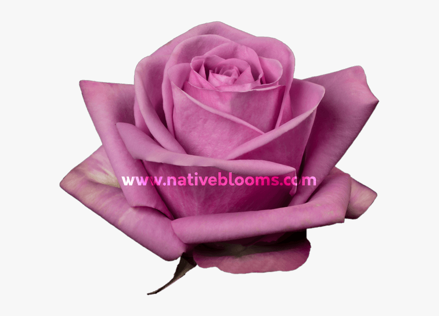 Garden Roses, HD Png Download, Free Download