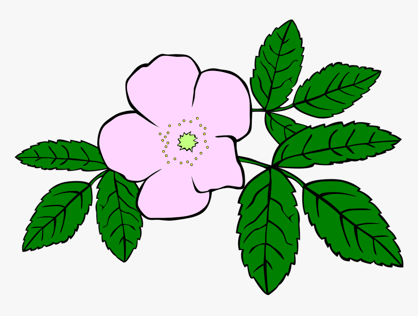 Prickly Wild Rose Drawing, HD Png Download, Free Download