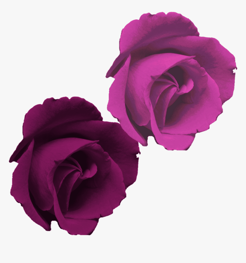 #mq #purple #rose #roses #flowers - Rosa Morada Png, Transparent Png, Free Download