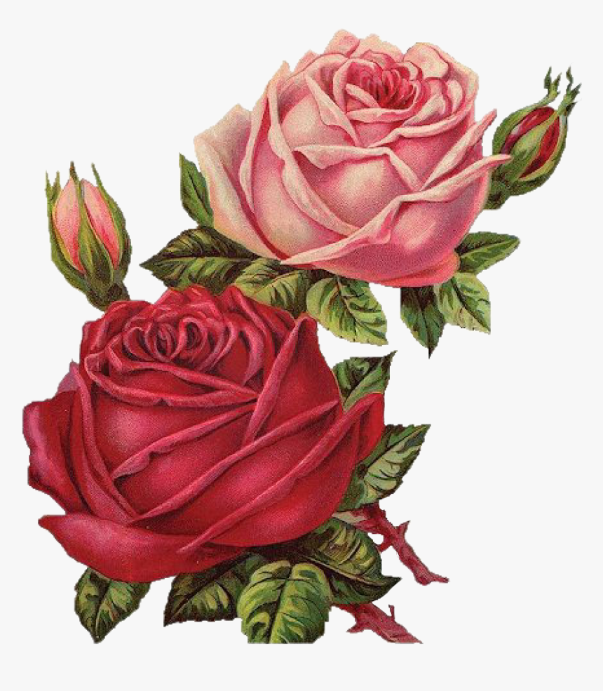 #rosas #roses #drawing #draw #dibujo #tumblr #aesthetic - Vintage Roses Png, Transparent Png, Free Download