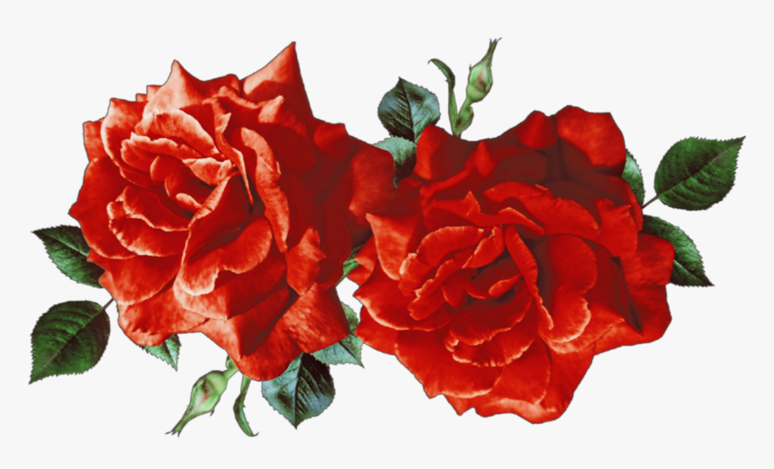 #tumblr #aesthetic #rosas - Red Flowers Aesthetic Png, Transparent Png, Free Download