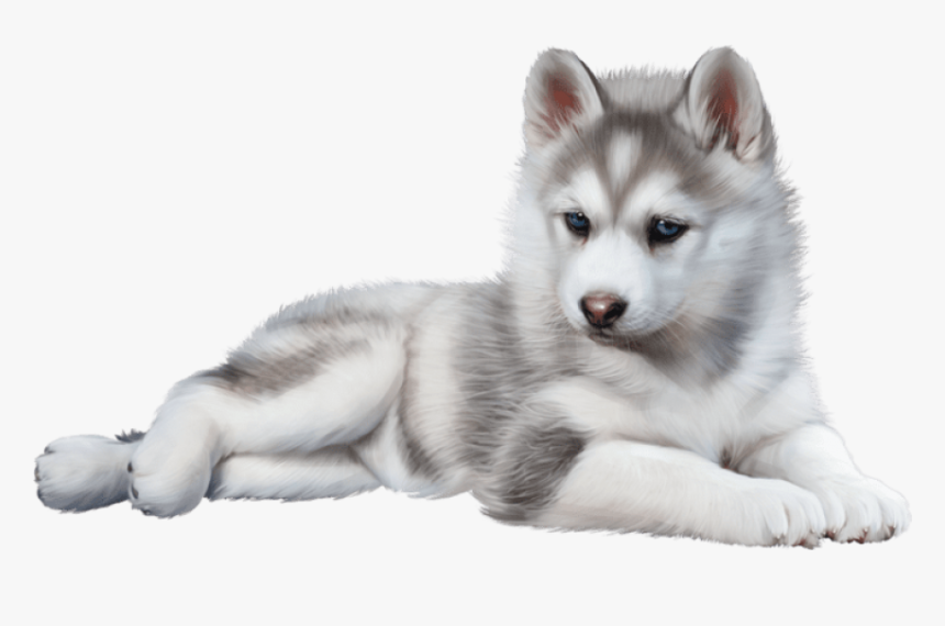 Husky Png Images Free Download - Baby Husky Png, Transparent Png, Free Download