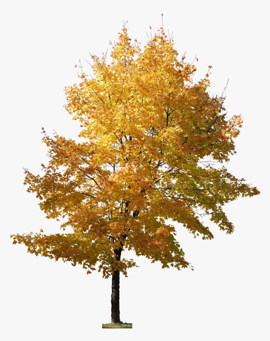 Yellow Tree Png, Transparent Png, Free Download