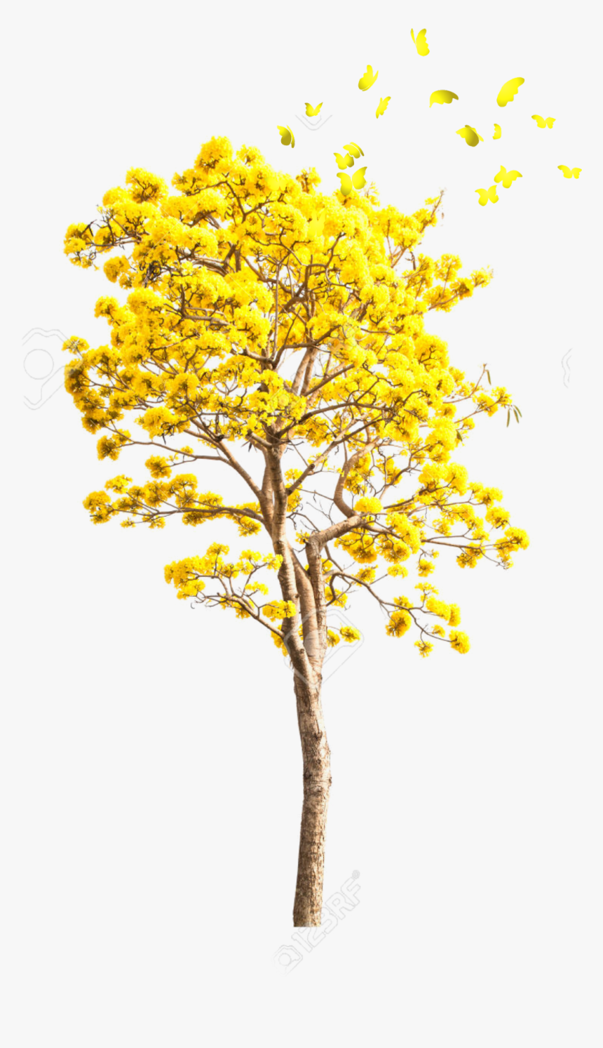 Transparent Yellow Tree Png - Yellow Autumn Tree Png, Png Download, Free Download