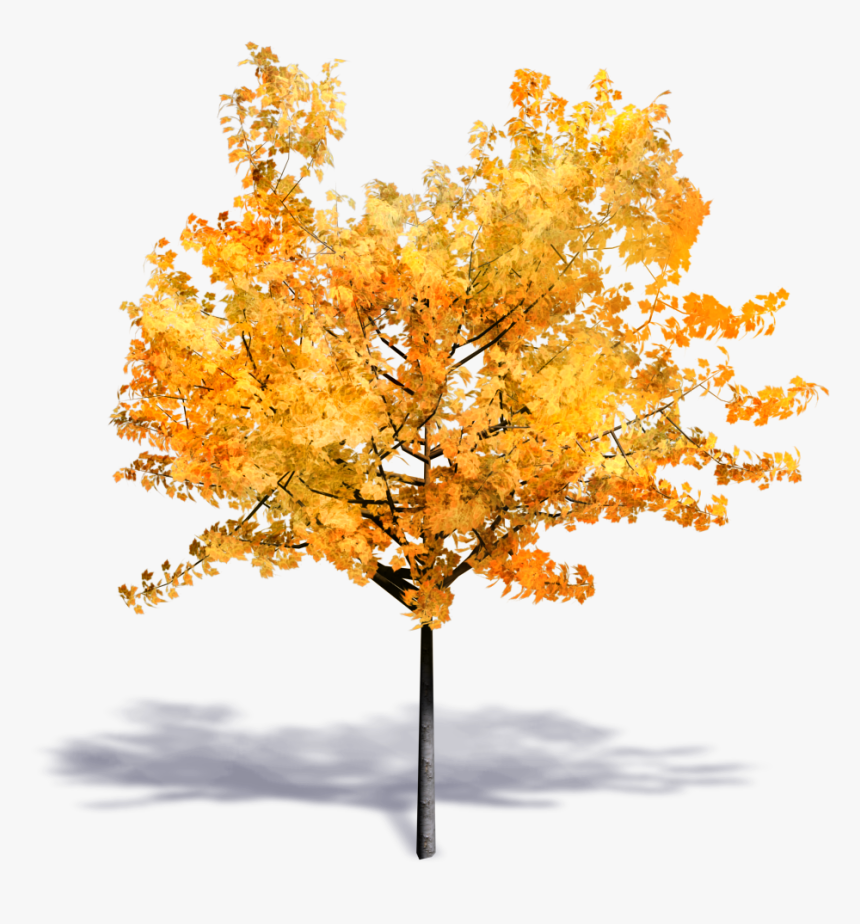 Generic Autumn Tree - Transparent Background Autumn Tree Png, Png Download, Free Download