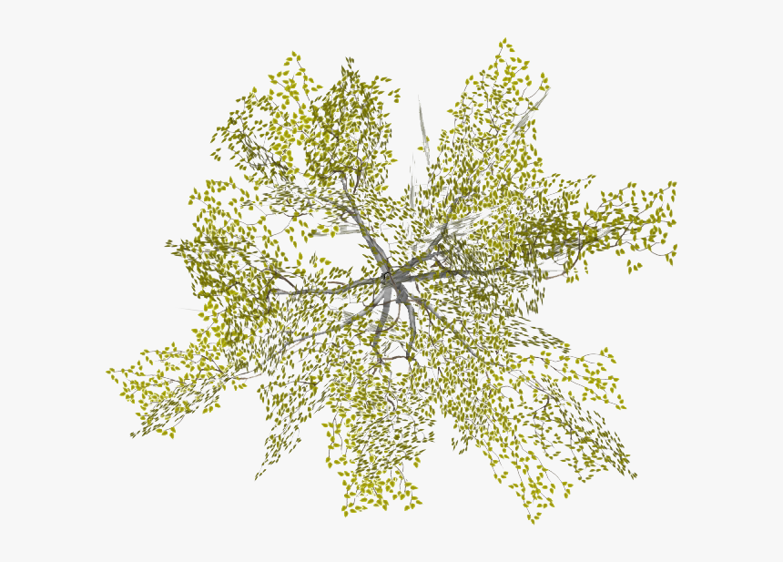 Small Tree Png Plan, Transparent Png, Free Download