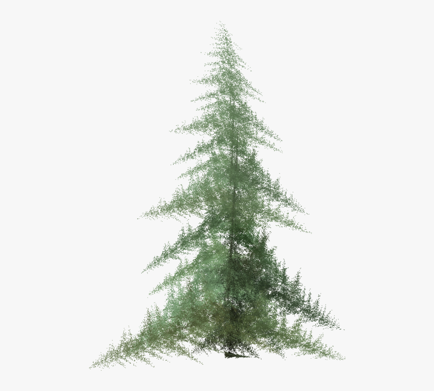 Tree,shortleaf Black Spruce,balsam Fir,white Pine,colorado - Pine Tree Clipart Watercolor, HD Png Download, Free Download