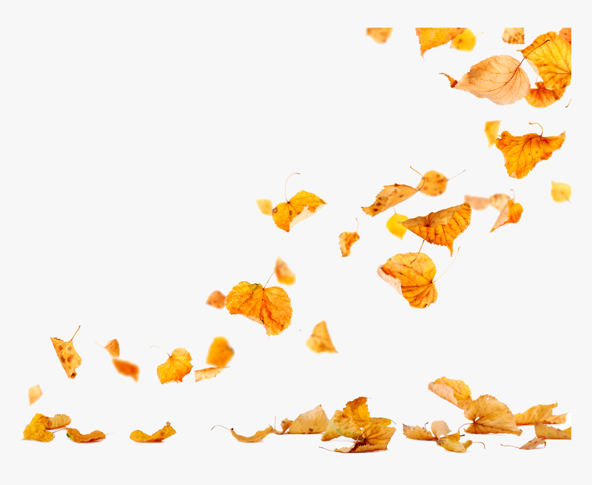 Autumn Leaves Leaf Photography - Autumn Leaves Falling Png, Transparent Png, Free Download